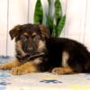 Image of Kobe, a German Shepherd puppy