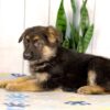 Image of Kobe, a German Shepherd puppy