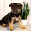 Image of Kylie, a German Shepherd puppy