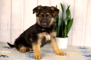 Image of Kylie, a German Shepherd puppy