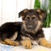 Image of Kylie, a German Shepherd puppy