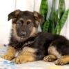 Image of Kylie, a German Shepherd puppy