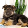 Image of Kylie, a German Shepherd puppy