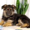 Image of Kylie, a German Shepherd puppy