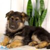 Image of Kylie, a German Shepherd puppy