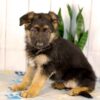 Image of Kylie, a German Shepherd puppy