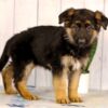 Image of Kylie, a German Shepherd puppy