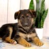 Image of Layla, a German Shepherd puppy