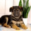 Image of Layla, a German Shepherd puppy