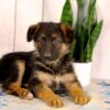 Image of Layla, a German Shepherd puppy