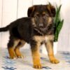 Image of Layla, a German Shepherd puppy