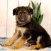 Image of Layla, a German Shepherd puppy