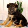 Image of Layla, a German Shepherd puppy