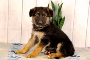 Image of Layla, a German Shepherd puppy