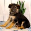 Image of Layla, a German Shepherd puppy