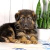 Image of Leo, a German Shepherd puppy