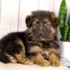 Image of Leo, a German Shepherd puppy