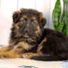 Image of Leo, a German Shepherd puppy