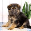 Image of Leo, a German Shepherd puppy