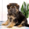 Image of Leo, a German Shepherd puppy