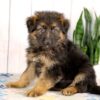 Image of Leo, a German Shepherd puppy