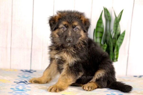 Image of Leo, a German Shepherd puppy