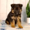 Image of Liam, a German Shepherd puppy