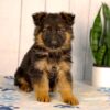 Image of Liam, a German Shepherd puppy