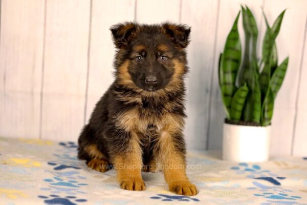 Image of Liam, a German Shepherd puppy