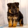 Image of Liam, a German Shepherd puppy