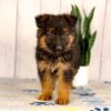 Image of Liam, a German Shepherd puppy