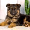 Image of Liam, a German Shepherd puppy