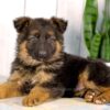 Image of Liam, a German Shepherd puppy