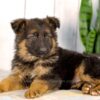 Image of Liam, a German Shepherd puppy