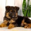 Image of Liam, a German Shepherd puppy