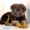 Image of Lilly, a German Shepherd puppy