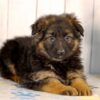 Image of Lilly, a German Shepherd puppy