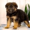 Image of Lilly, a German Shepherd puppy