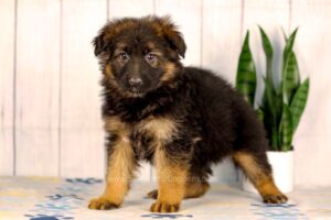 Image of Lilly, a German Shepherd puppy