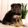 Image of Luka, a German Shepherd puppy