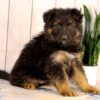 Image of Luka, a German Shepherd puppy