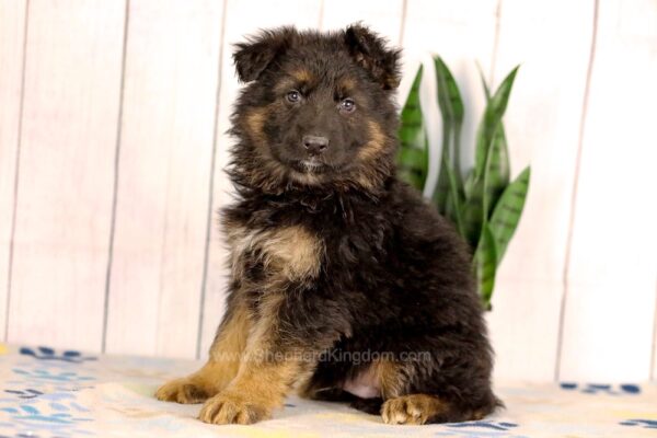 Image of Luka, a German Shepherd puppy