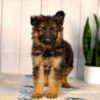 Image of Luna, a German Shepherd puppy