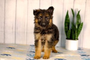 Image of Luna, a German Shepherd puppy