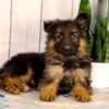 Image of Luna, a German Shepherd puppy