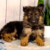 Image of Luna, a German Shepherd puppy