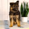 Image of Luna, a German Shepherd puppy