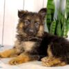 Image of Luna, a German Shepherd puppy