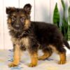 Image of Luna, a German Shepherd puppy