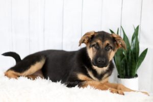 Image of Ella, a German Shepherd puppy